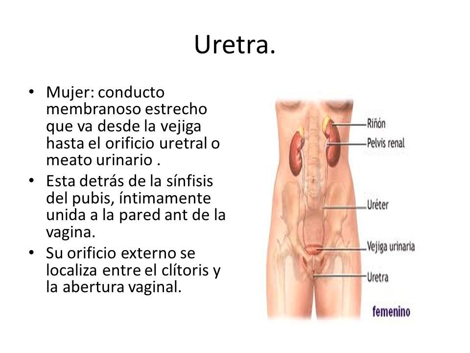 Funcion del orificio uretral externo femenino
